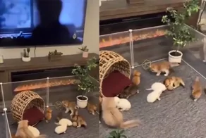 Кошачий детский сад