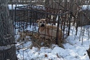 В Приморье охотники использовали собаку в качестве приманки для тигра
