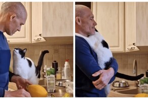 Кошка любит, когда её обнимает хозяин