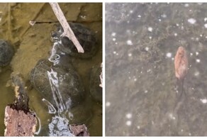 Подводный мир подо льдом