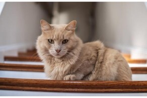 Котики и лестницы