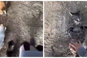 Пушистая банда на дороге