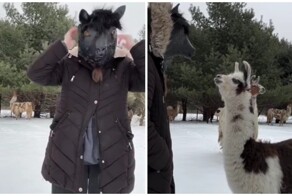 Реакция лам на женщину в маске