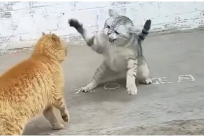 Страшнее кошки зверя нет