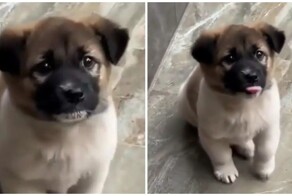 Щенок ждёт, пока его покормят