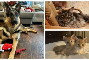 35 счастливых животных, нашедших свою семью в январе