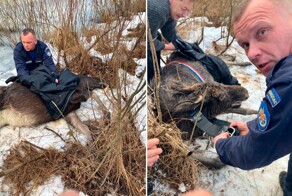 Неравнодушные люди спасли беременную лосиху