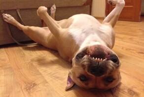 20 весельчаков, которых закрутили заботы, и они завертелись вокруг своей оси