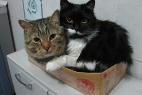 30+ счастливых животных, которые обрели дом и семью
