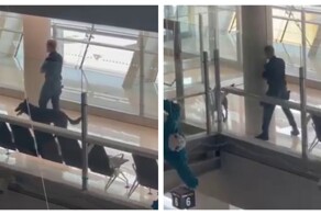 Полицейский сыграл в прятки со служебной собакой