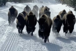 Стадо бизонов едва не затоптало туристов в Йеллоустоуне