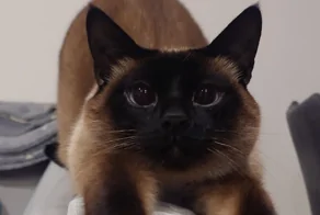 20 мыслителей, на которых можно смотреть вечно