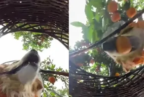 Камера сняла, как пёс собирает апельсины