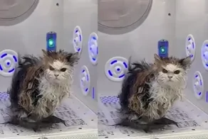 Месть котика будет страшна