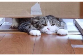 Коты могут пролезть куда угодно