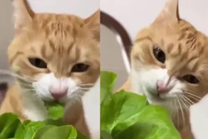 Кот жуёт салат