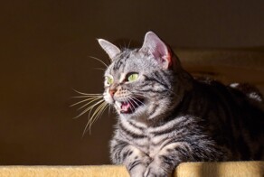 Зачем кошки делают «экекек»