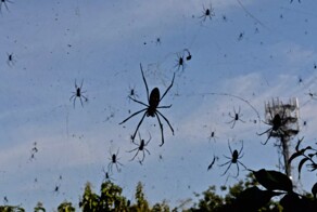 Пауки захватили небо в отдельных районах Бразилии