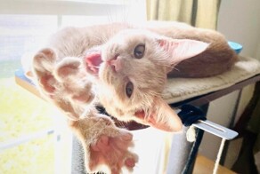 21 котик и несколько пёсиков, достигших верха мастерства в искусстве растяжки