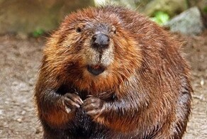 В Чехии бобры за два дня построили плотину, которую власти согласовывали семь лет