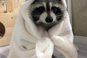 На общую тему 