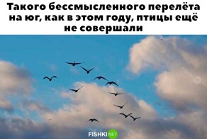 Скрины из соцсетей            