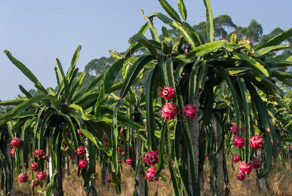 Их борьба: Индия решила переименовать драконий фрукт назло Китаю