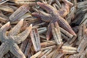 Миллионы мидий замерзли насмерть на пляже немецкого острова