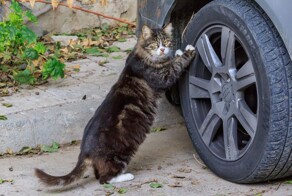 20 забавных помогаторов, которые помогают хозяевам в быту и зарабатывать деньги