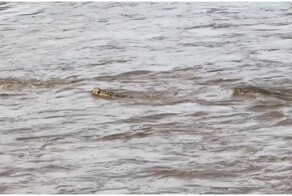 Крокодил попытался догнать гепарда в водоёме