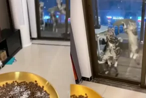 Бурная реакция котов на миску с едой