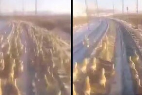 Машинист локомотива сбил десятки краснокнижных антилоп-дзеренов