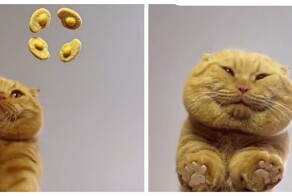 Трапеза кота с непривычного ракурса