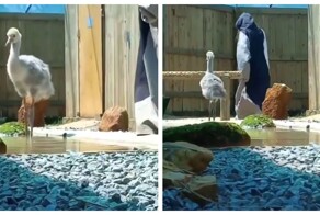Сотрудник реабилитационного центра учит птенца пить воду