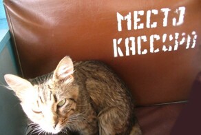 23 котика, освоивших профессию кассира и отлично справляющихся с работой