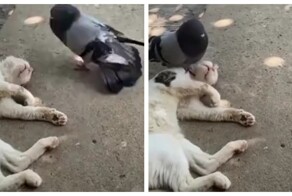 Что этот голубь себе позволяет?!