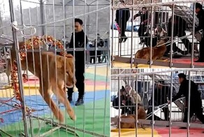 Львица напала на работника цирка
