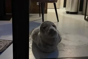 Тюлень пробрался в номер нидерландского отеля, чтобы поспать