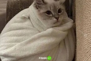 Скрины из соцсетей