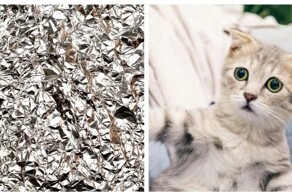 Кошки против фольги