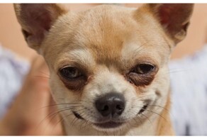 В&nbsp;смартфонах Samsung спряталась собака породы чихуахуа