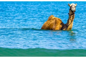 Верблюд купается в море