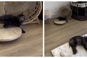 Котёнок нашёл себе тренажер
