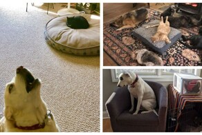 30 уморительных краж из мира животных