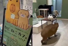 Кафе с капибарой и котиками в Японии