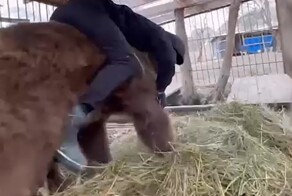 Чеченский конюх «взорвал» американские соцсети своей борьбой с настоящим медведем