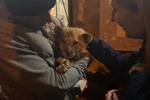 В Москве спасли трехмесячную львицу, которую пытались продать в интернете