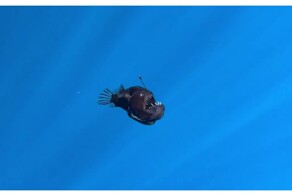 Ученые засняли морского чёрта при дневном свете