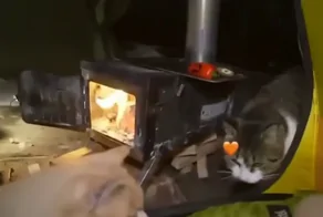 Девушка отправилась в поход с палаткой, а ночью к ней пробрались бродячие коты