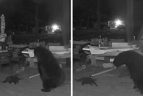 Кошки лучше любых сторожевых собак